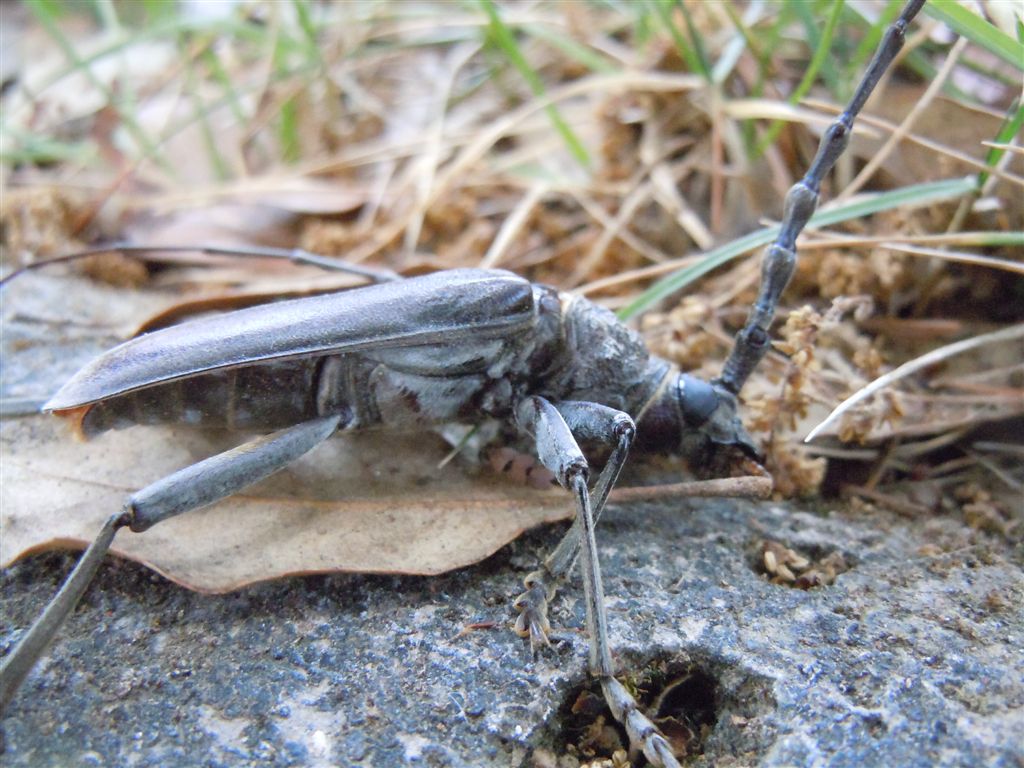 Enorme Cerambycidae - Cerambyx welensii